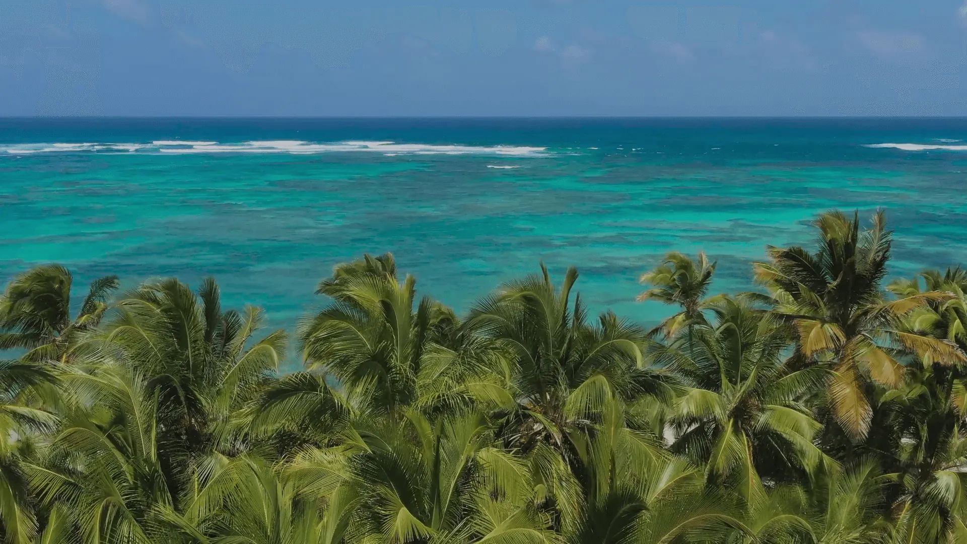 Palms above a turquoise sea, a frame from The Elysian film